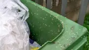 Warm summer sparks maggot surge in bins: expert tips to stop fly infestations