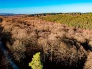 Wyre Forest: Ancient Oak Woodland Perfect for Autumn Walks Near Birmingham