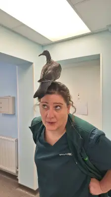 Baby pigeon No.9 hand-reared by vet nurse for nearly 7 weeks