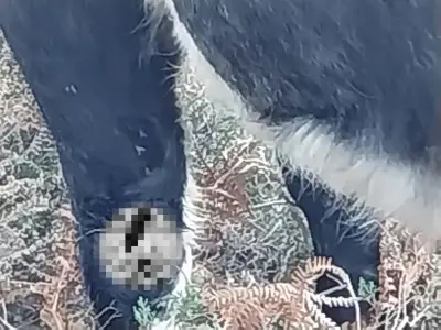 Cow seriously injured in suspected dog attack at Wyre Forest nature reserve
