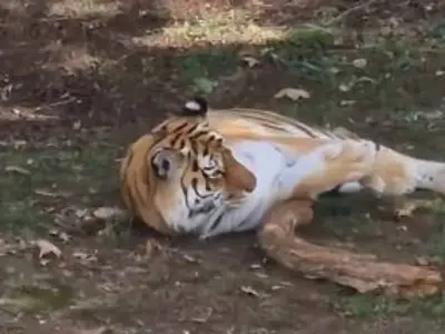 Heroic woman tried to stop man jumping into tiger enclosure before death