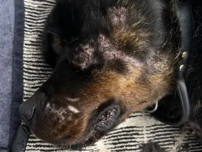 Rottweiler put down after owner ignored chest wound for up to 18 days