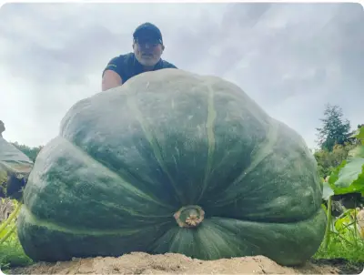 Stourbridge man grows giant 650lb squash for Southampton show