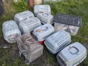 26 cats found struggling to breathe in sealed boxes in Birmingham alley