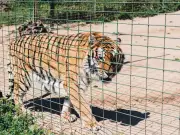 Man killed by tiger at Yorkshire Wildlife Park after dancing near enclosure