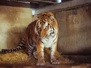 Police update after man killed by tiger at Yorkshire Wildlife Park