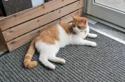 Stourbridge Town Cat Leo dies after being hit by car on Birmingham Street