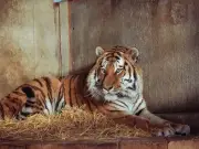 Tragic final moments: Man 'prayed' to tiger before fatal attack at Yorkshire Wildlife Park